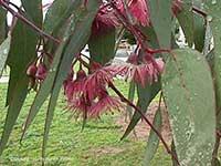 Eucalyptus sideroxalon, Red Ironbark
