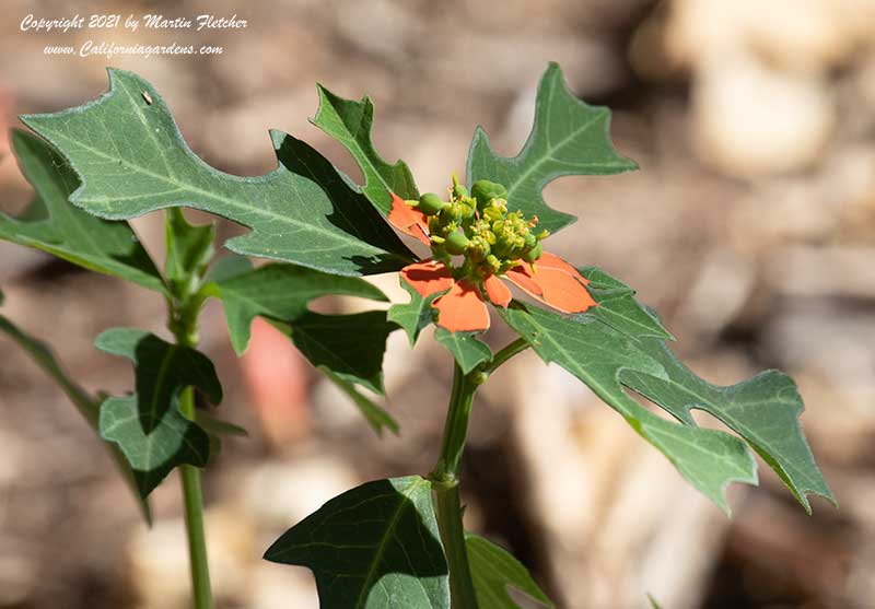Euphorbia cyathaphora, Fire on the Mountain, Painted Leaf