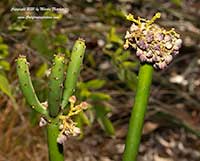 Euphorbia leucodendron, Cat Tails Euphorbia
