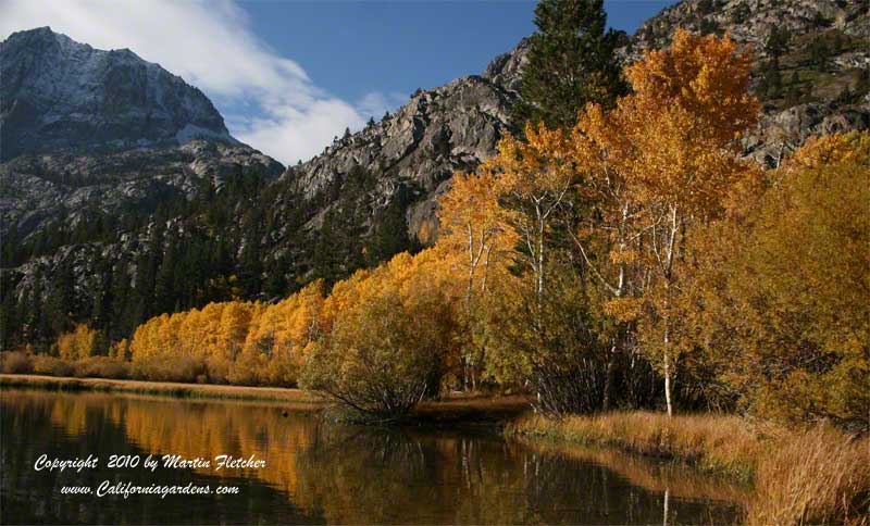 California Fall Color