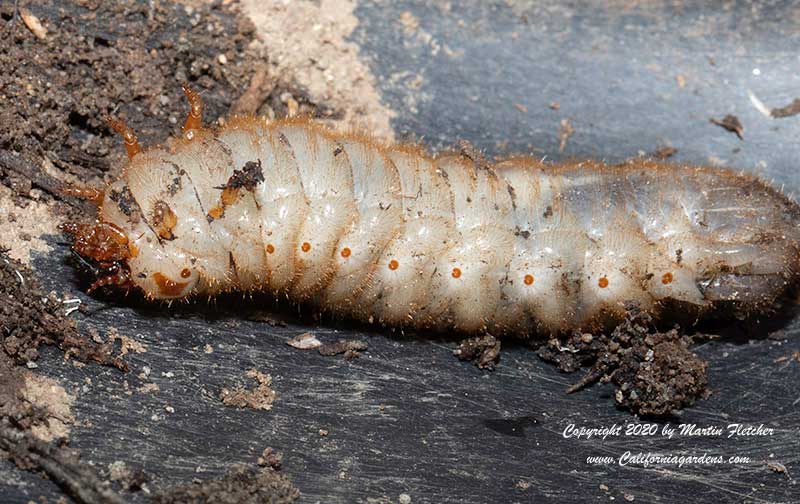 Fig Eater Beetle Grub