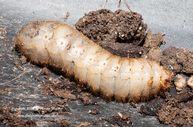 Fig Eater Beetle Grub