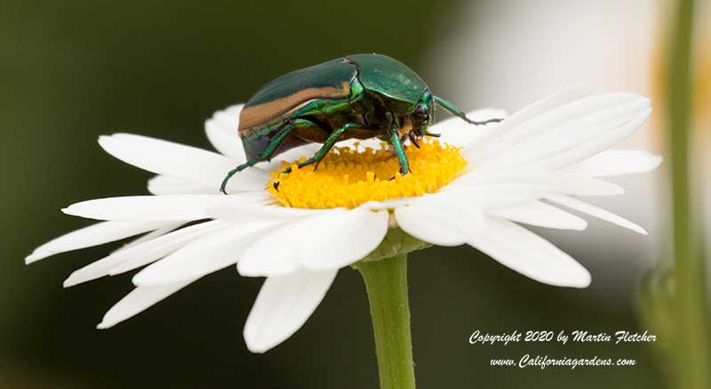 Fig Eater Beetle