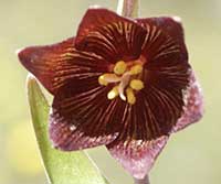 Fritillaria biflora, Chocolate Lily