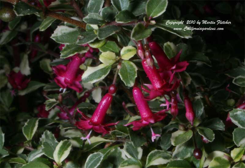 Fuchsia thymifolia variegata, Variegated Thyme Leafed Fuchsia