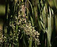 Geijera parviflora, Australian Willow