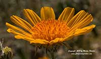 Geraea canescens, Hairy Desert Sunflower