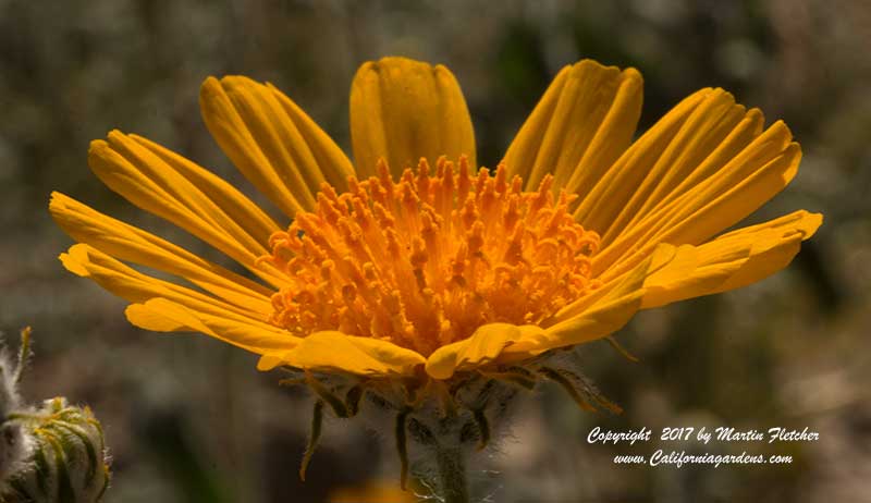 Geraea canescens, Hairy Desert Sunflower