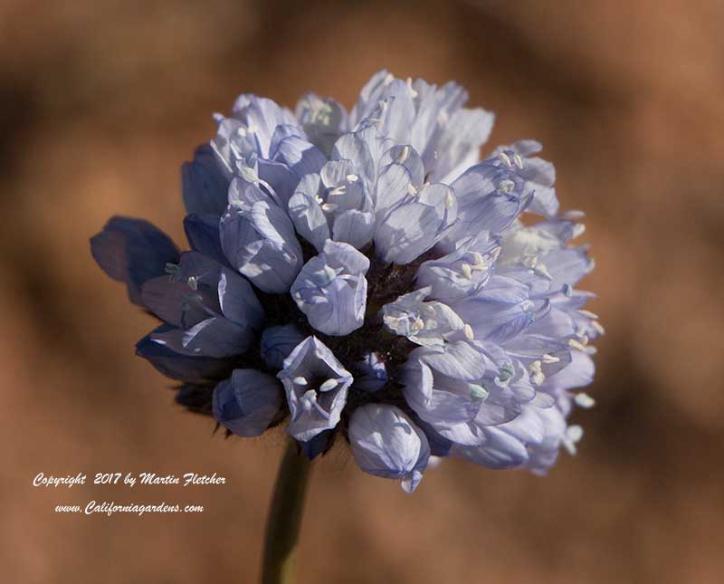 Gilia capitata abrotanifolia, Bluehead Gilia
