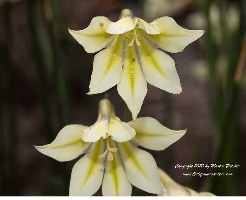 Gladiolus tristis, Yellow Marsh Africaner, Ever Flowering Gladiolus