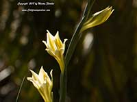 Gladiolus tristis, Yellow Flowering Marsh Africaner, Everflowering Gladiolus