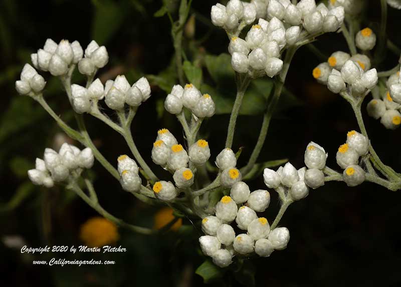 Gnaphalium californicum, California Everlasting