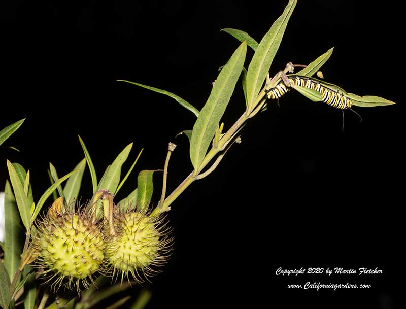 Gomphocarpus fruticosus, fruit and monarch caterpillar, Swan Milkweed, Narrow Leaf Cotton Plant