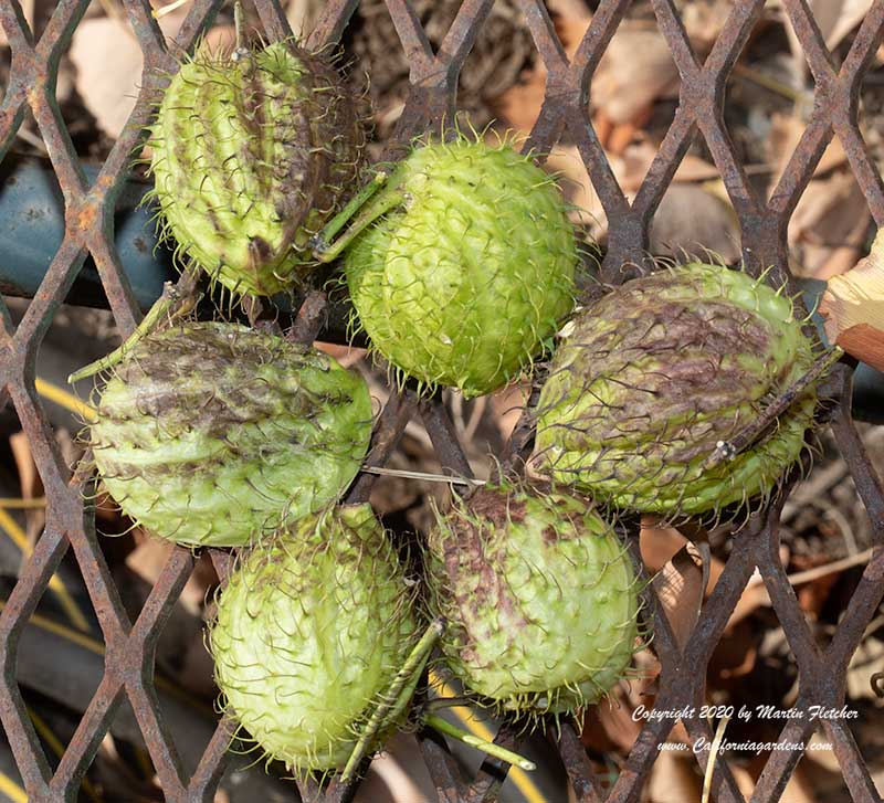 Gomphocarpus fruticosus seedpods, Swan Milkweed, Narrow Leaf Cotton Plant