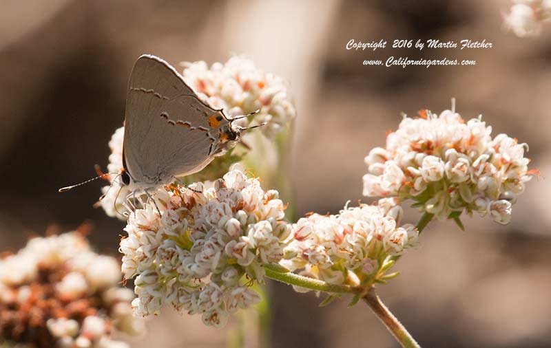 Gray Hairstreak, Strymon melinus