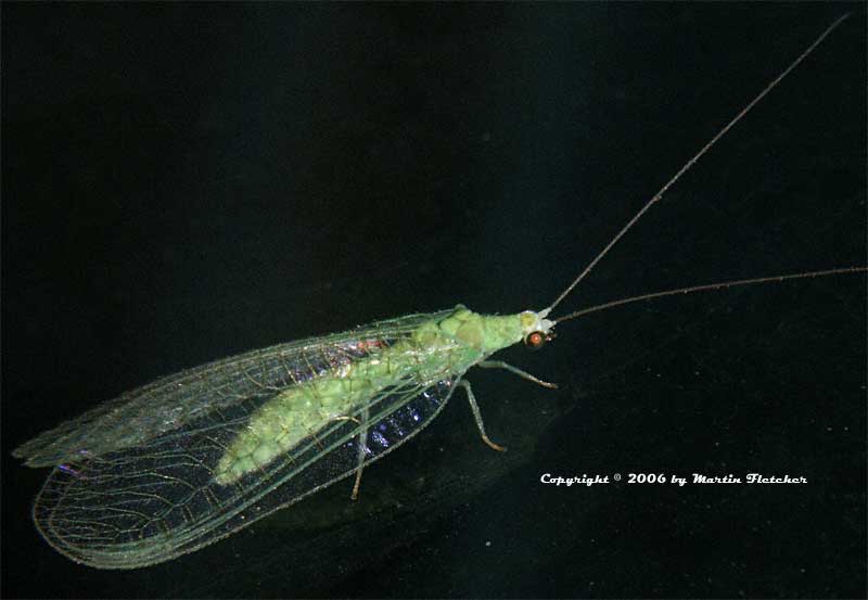 Chrysoperla rufilabris (Green Lacewing)