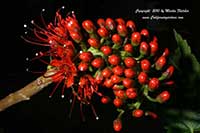 Greyia sutherlandii, Natal Bottlebrush