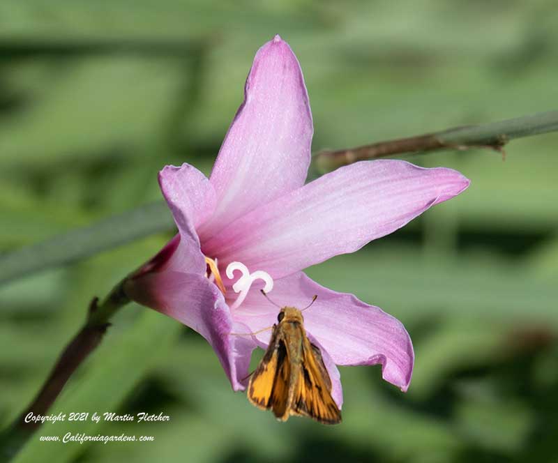Habranthus robustus Russell Manning, Russell Manning Rain Lily, Fiery Skipper