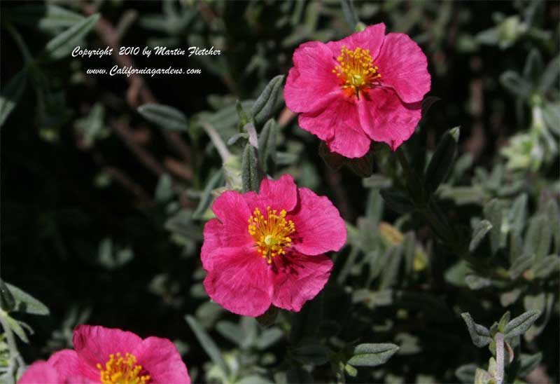 Helianthemum Rose Glory, Dark Pink Sunrose
