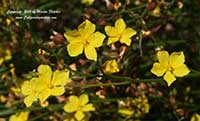 Helianthemum scoparium, Peak Rushrose, Native California Sunrose