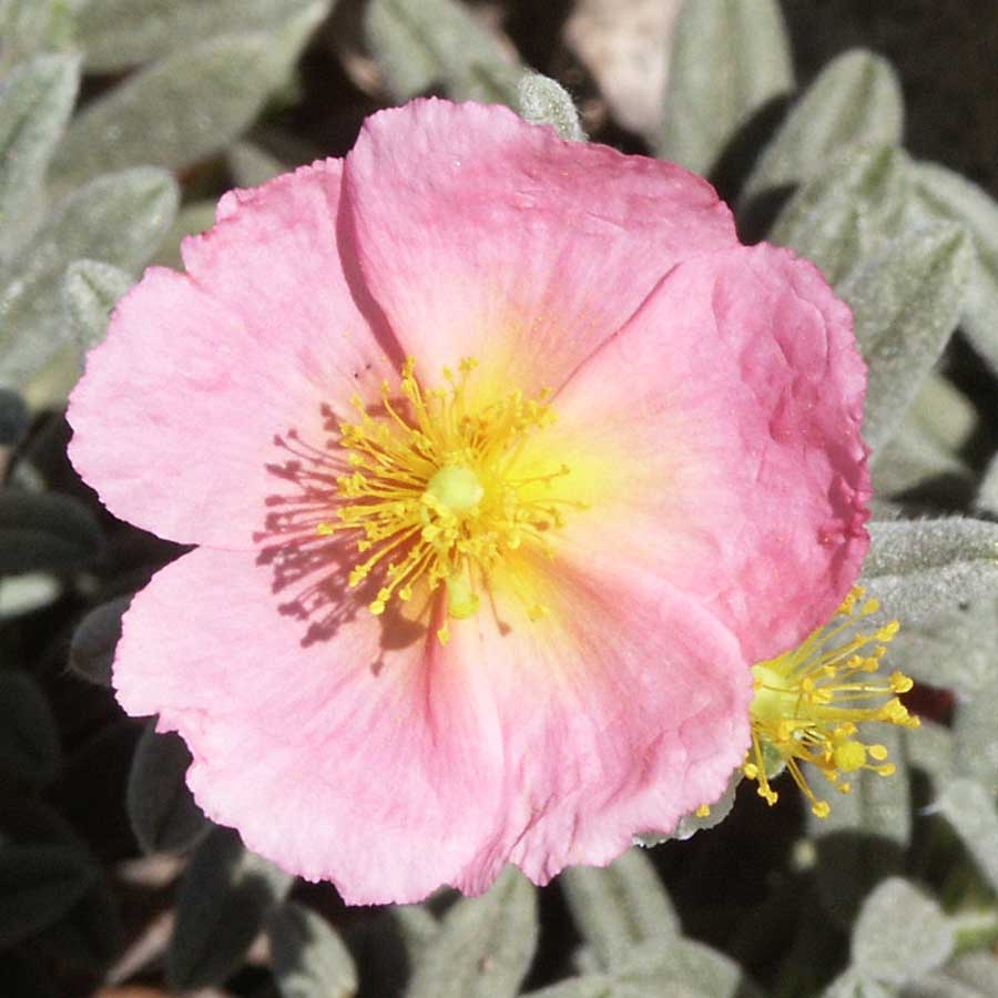 Helianthemum Wisley Pink, Pink Sunrose