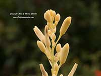 Hesperaloe parviflora Yellow, Yellow Red Yucca