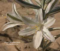Hesperocallis undulata, Desert Lily, Ajo Lily