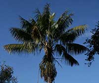 Howea forsteriana, Kentia Palm, Paradise Palm, Sentry Palm