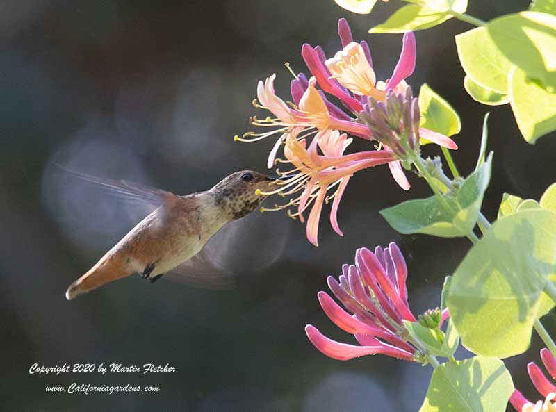Allens Hummingbird, Lonicera japonica