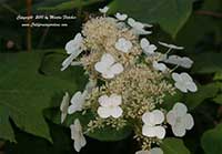 Hydrangea quercifolia Sikes Dwarf, Dwarf Oak Leaf Hydrangea