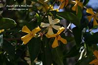 Queensland Frangipani, Hymenosporum flavum