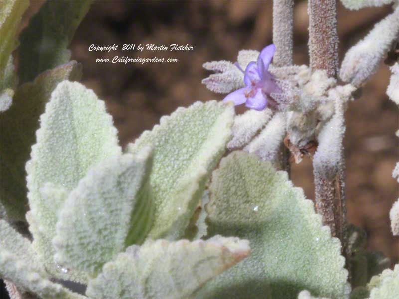 Hyptis emoryi Silver Lining, Desert Lavender