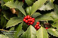 Ilex Red Beauty, Red Beauty Holly