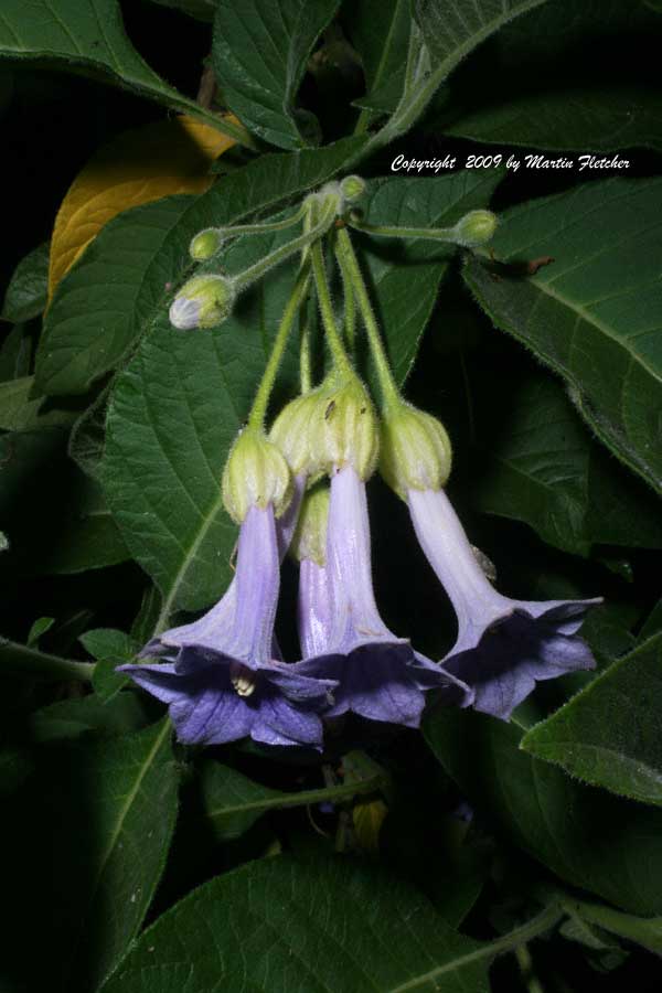 Iochroma grandiflora, Blue Angel's Trumpet