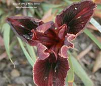 Iris Dorothea's Ruby, Pacific Coast Hybrid Iris Dorothea's Ruby