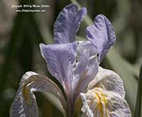 Iris hartwegii, Sierra Iris, Hartweg's Iris