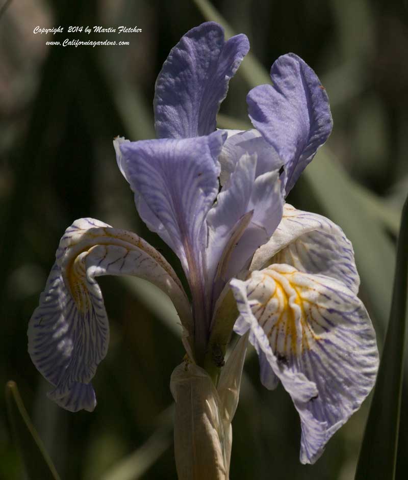 Iris hartwegii, Sierra Iris, Hartweg's Iris