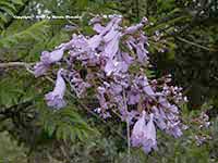 Jacaranda mimosifolia, Jacaranda, Brazilian Rosewood
