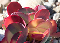 Kalanchoe luciae, Paddle Plant, Flapjacks, Desert Cabbage