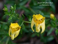 Keckiella antirrhinoides, Yellow Bush Penstemon, Snapdragon Penstemon, Chaparral Beardtongue