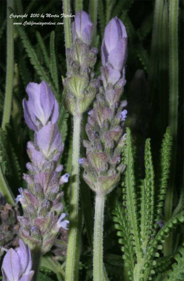Lavandula dentata, French Lavender