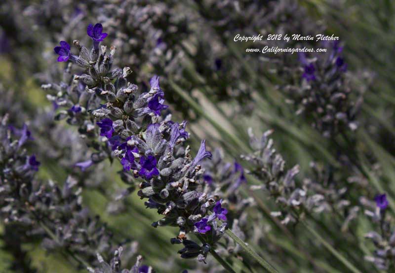 Lavandula heterophylla, Sweet Lavender