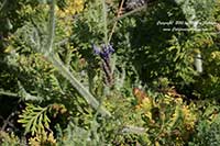Lavandula multifida, Fern Leaf Lavender