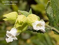 Lepecinia calycina, White Pitcher Sage, California Pitcher Sage, Woodbalm