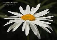 Leucanthemum superbum, Shasta Daisy