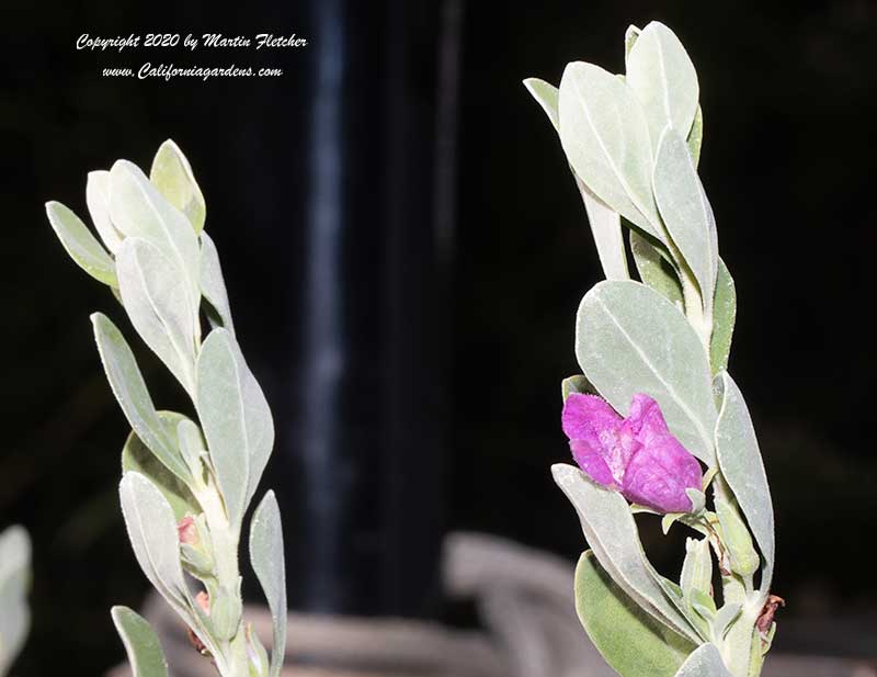 Leucophyllum laevigatum, Chihuahuan Sage