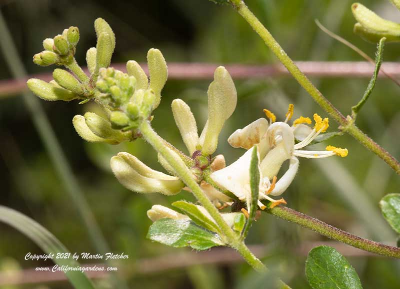 Lonicera subspicata denudata flowers, Chaparral Honeysuckle, Santa Barbara Honeysuckle