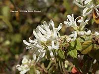 Loropetalum chinense, White Witch Hazel
