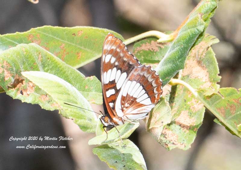 Lorquin's Admiral Butterfly, Basilarchia lorquini