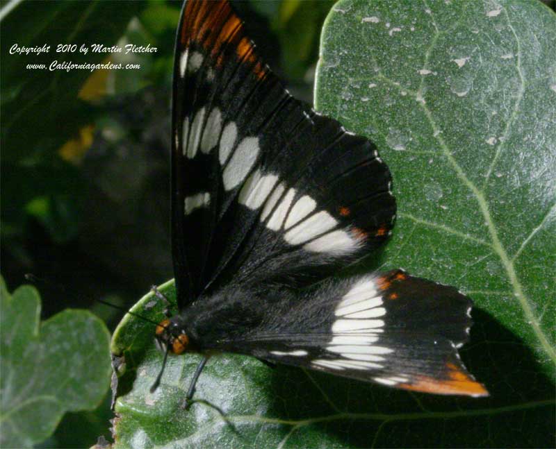 Lorquin's Admiral Butterfly, Basilarchia lorquini